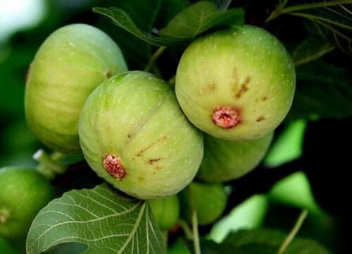 夏季无花果怎么养护状态好