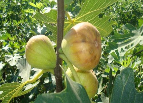 夏季无花果怎么养护状态好