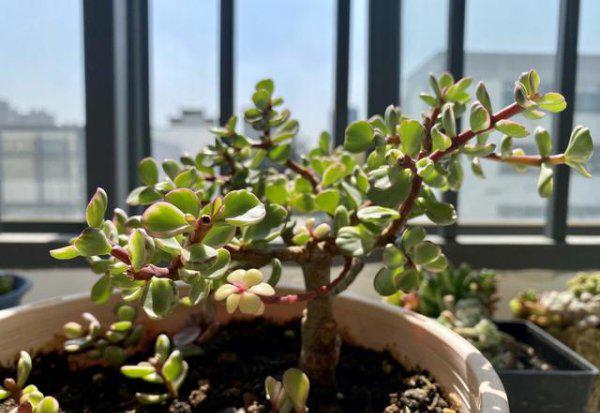 金枝玉叶花怎样浇水和施肥