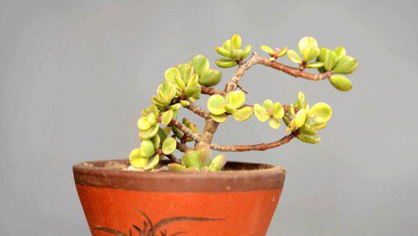 金枝玉叶花怎样浇水和施肥