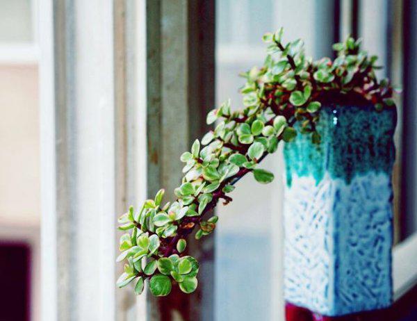 金枝玉叶花怎样浇水和施肥