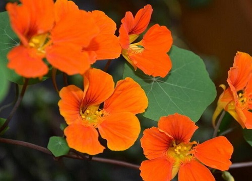 旱金莲怎么度夏安全