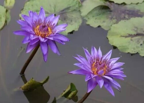 紫色睡莲的风水禁忌