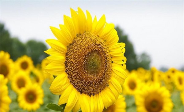 10种代表夏天的花图片