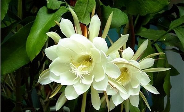 10种代表夏天的花图片