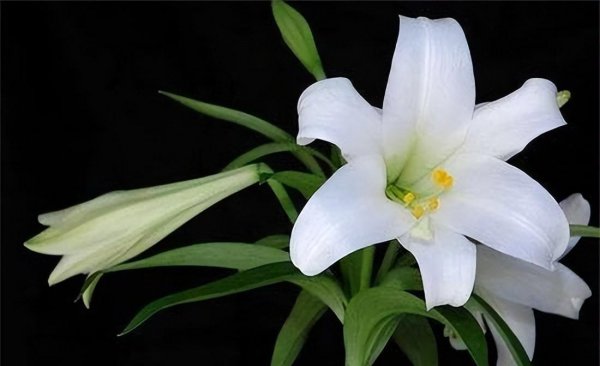 10种代表夏天的花图片