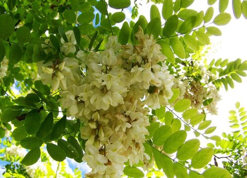 槐树的风水禁忌