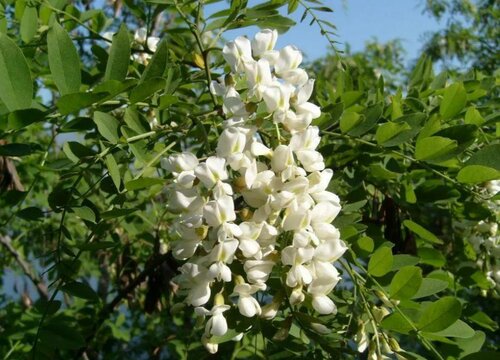 槐树的风水禁忌