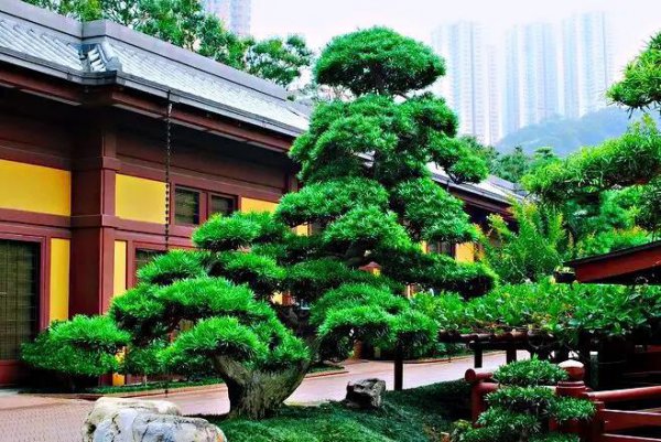 十大名贵罗汉松品种排名