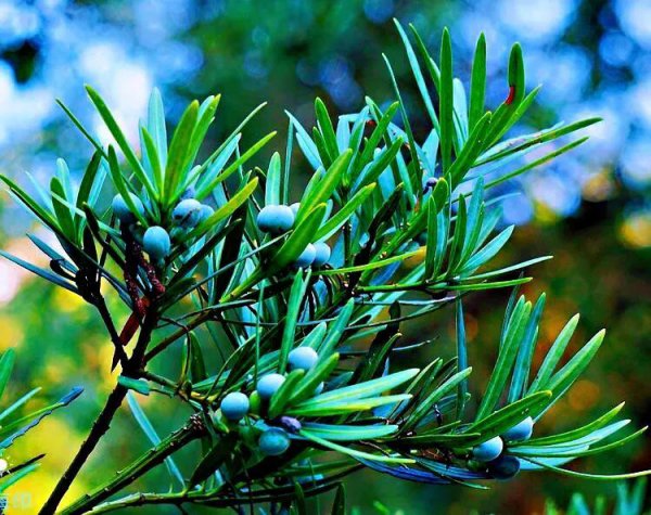 十大名贵罗汉松品种排名