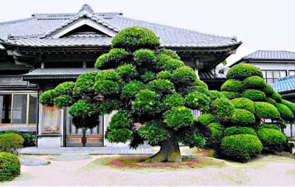 十大名贵罗汉松品种排名