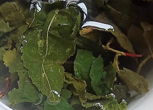 用什么废料养花效果比较好