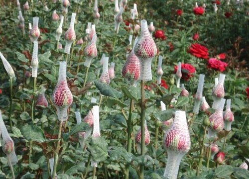 玫瑰多长时间浇一次水