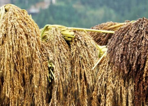 2023年糯稻行情预测