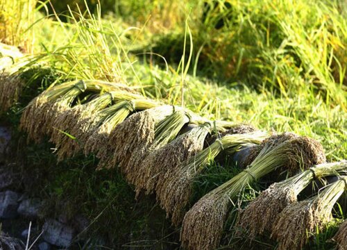 2023年糯稻行情预测