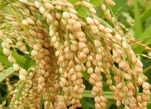 2023年糯稻行情预测