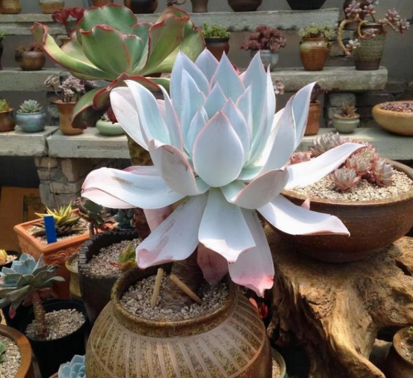 最难养的多肉品种