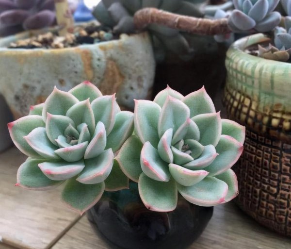 最难养的多肉品种