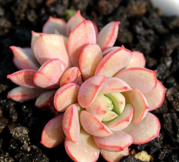 最难养的多肉品种