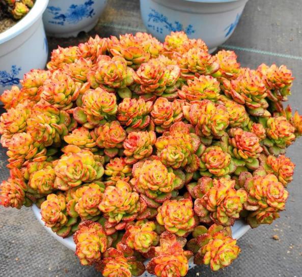 最难养的多肉品种