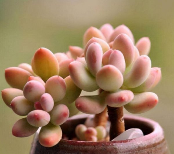 最难养的多肉品种