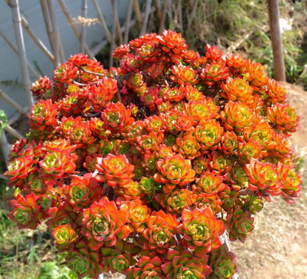 最难养的多肉品种