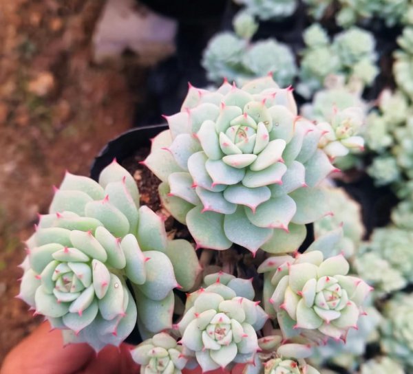 最难养的多肉品种