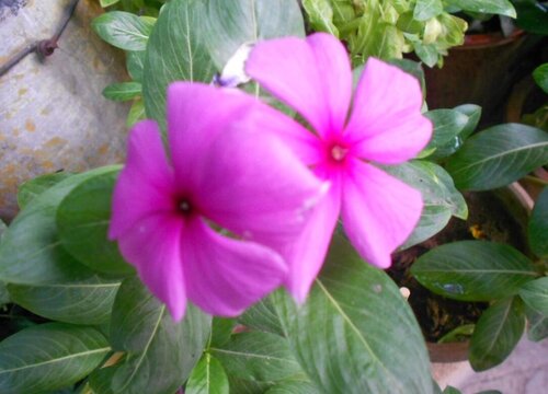 四季梅可以水培吗