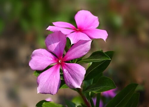 四季梅可以水培吗