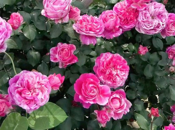 伊蕾莎斯特月季优缺点介绍