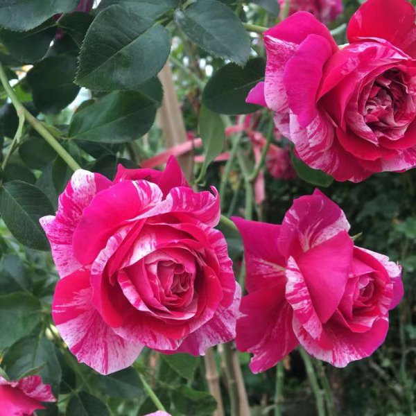 伊蕾莎斯特月季优缺点介绍