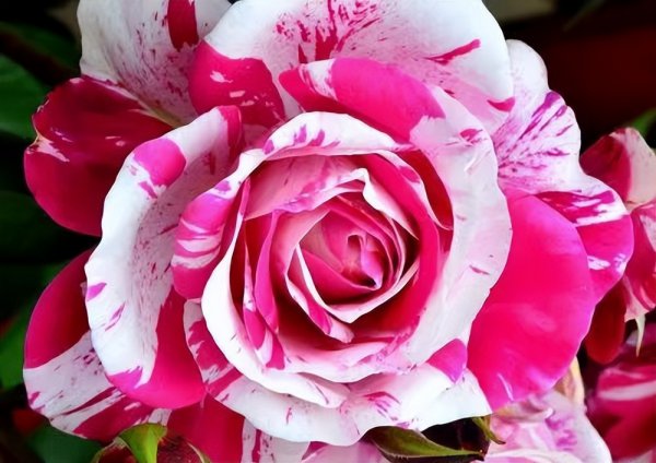 伊蕾莎斯特月季优缺点介绍