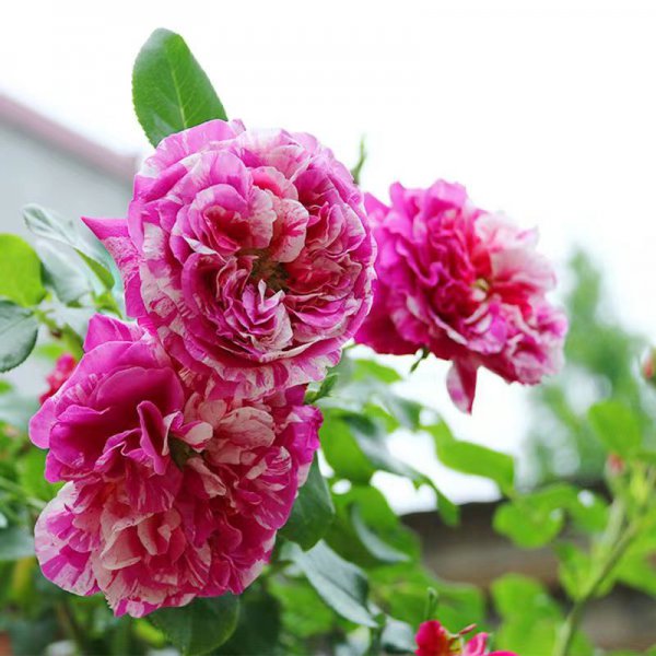 伊蕾莎斯特月季优缺点介绍