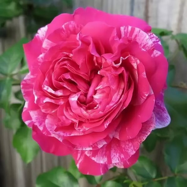 伊蕾莎斯特月季优缺点介绍