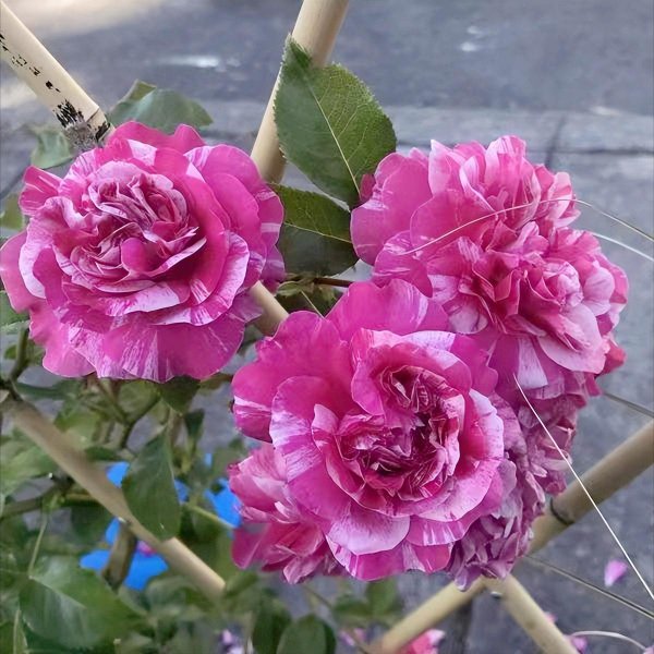 伊蕾莎斯特月季优缺点介绍