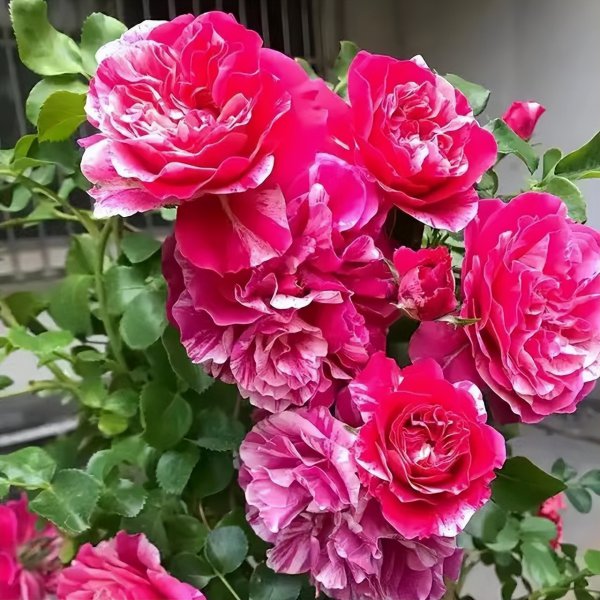 伊蕾莎斯特月季优缺点介绍