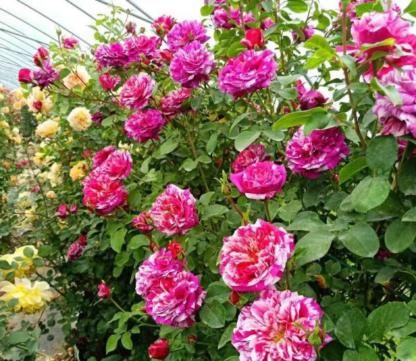 伊蕾莎斯特月季优缺点介绍