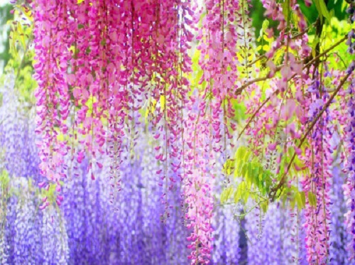 紫藤扦插生根最快方法