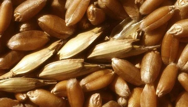 小麦种子不拌药能直接播种吗