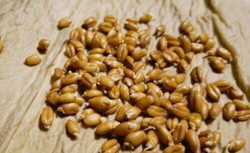 小麦种子不拌药能直接播种吗