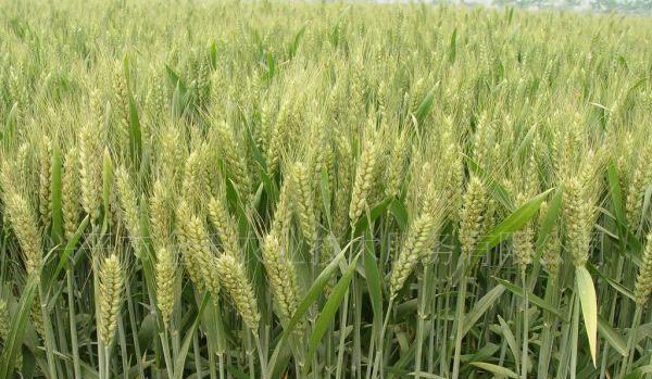 小麦种子不拌药能直接播种吗