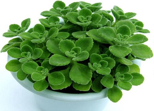 碰碰香没根能活吗