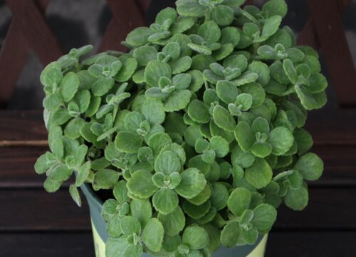 碰碰香没根能活吗