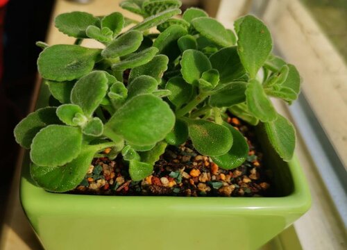 碰碰香没根能活吗