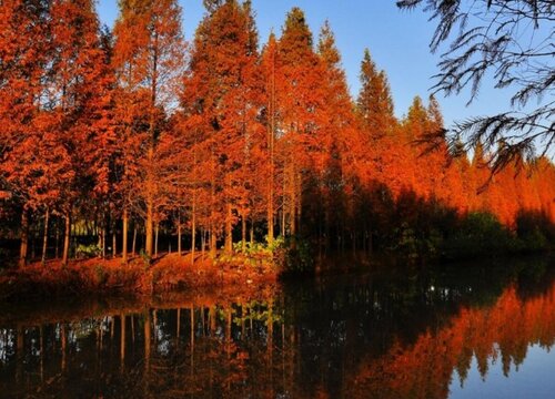 红松的生长周期是多长时间