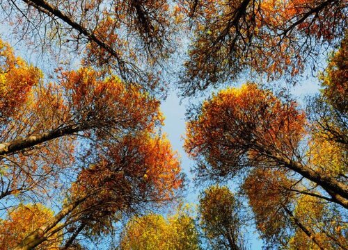 红松的生长周期是多长时间