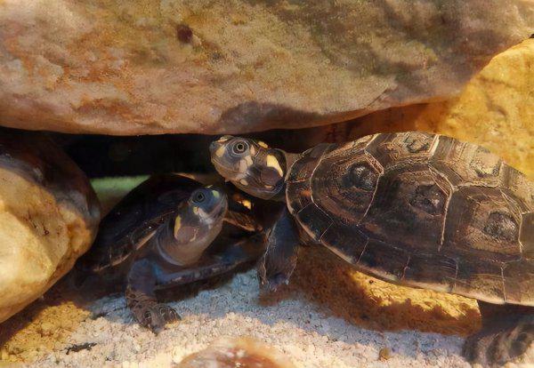 巴西龟冬眠放水还是放沙