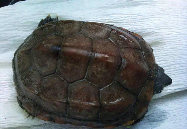 巴西龟冬眠放水还是放沙