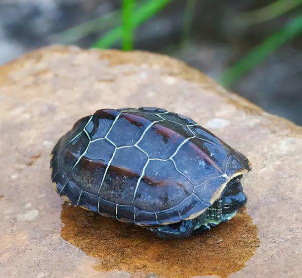 巴西龟冬眠放水还是放沙