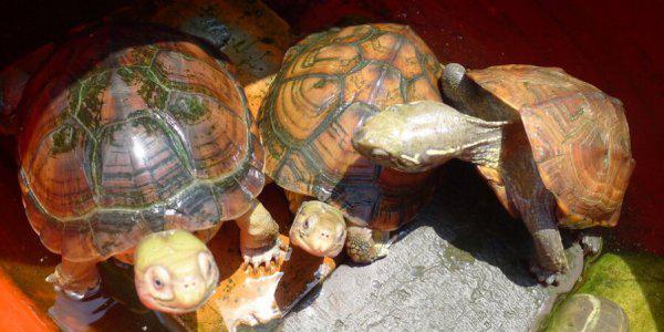 巴西龟冬眠放水还是放沙